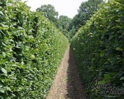 Hainbuchenhecke Quick Hedge