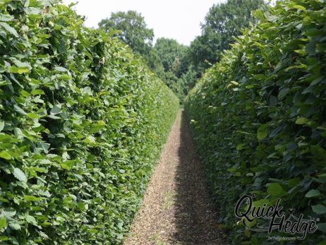 Hainbuchenhecke Quick Hedge