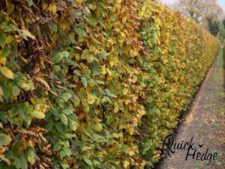 Hainbuchenhecke Quick Hedge carpinus_betulus_herfst