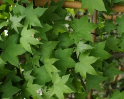 Liquidambar stryraciflua