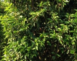Portugiesische Lorbeerkirsche (Prunus lusitanica 'Angustifolia')