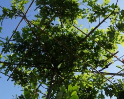 Sumpf-Eiche (Quercus palustris)