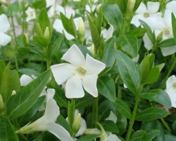 Weißblühende Bodendecker Immergrün (Vinca minor 'Alba')