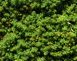 Sedum Album 'Coral Carpet'- Rotmoos-Mauerpfeffer