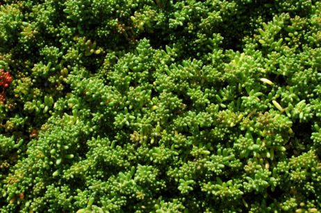 Sedum Album 'Coral Carpet'- Rotmoos-Mauerpfeffer