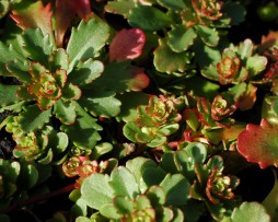 Sedum floriferum 'Weihenstephaner Gold'