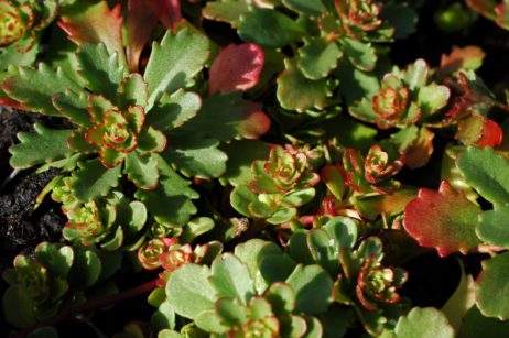 Sedum floriferum 'Weihenstephaner Gold'