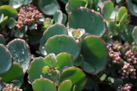 Sedum cauticolum