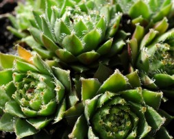 Sempervivum Hauswurz