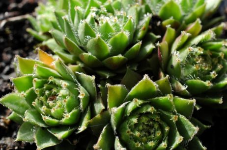 Sempervivum Hauswurz