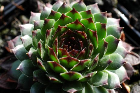 Sempervivum Hauswurz, Steinrose