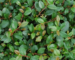 Kriechmispel (Cotoneaster dammeri 'Radicans')